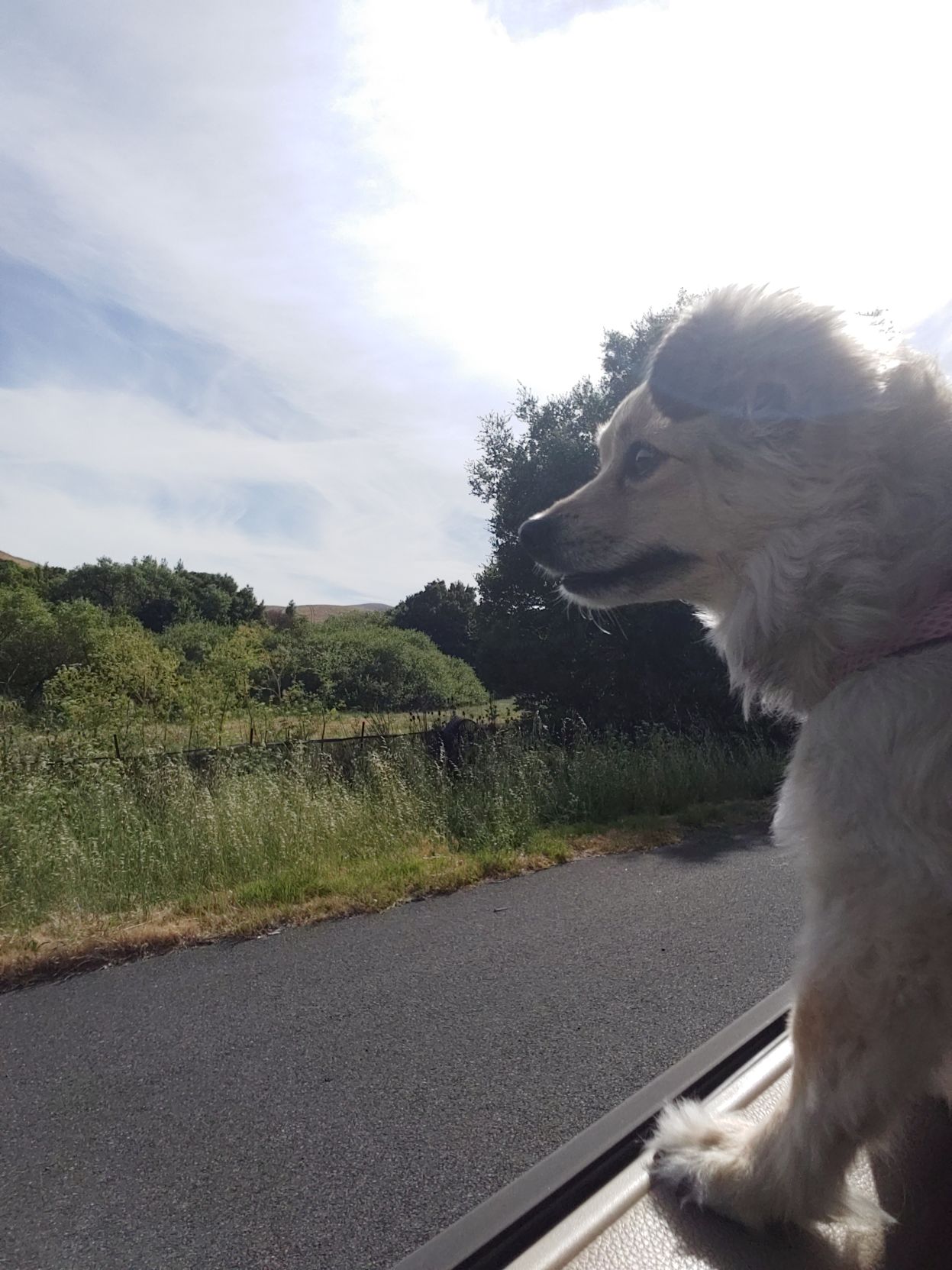 Hazel